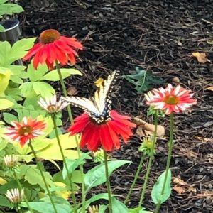 Meet your Posher, Deysi